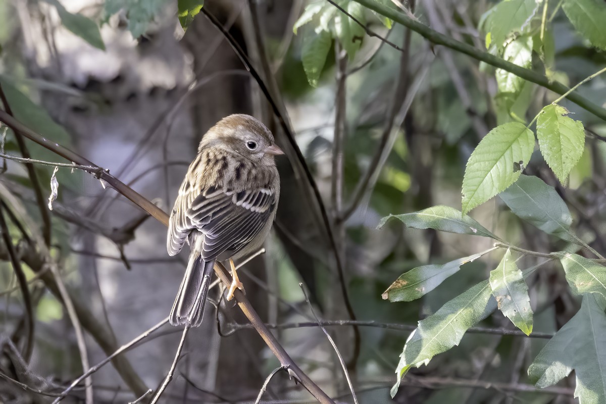 Field Sparrow - ML506342901