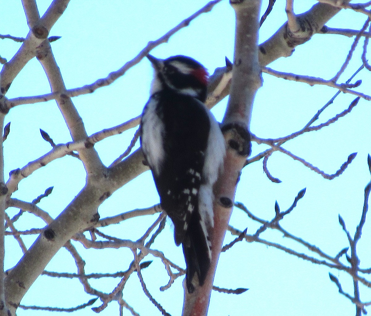 Downy Woodpecker - ML506343121