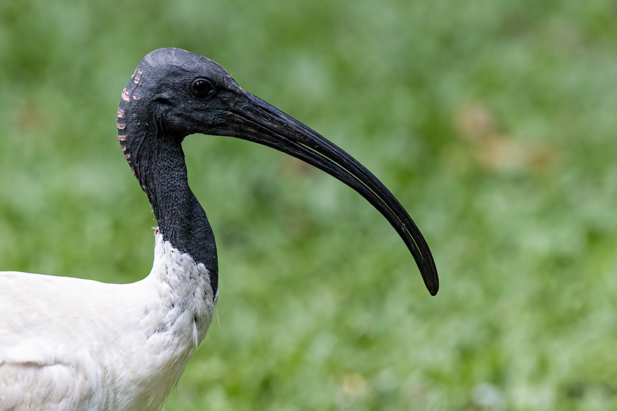 Ibis à cou noir - ML506345561