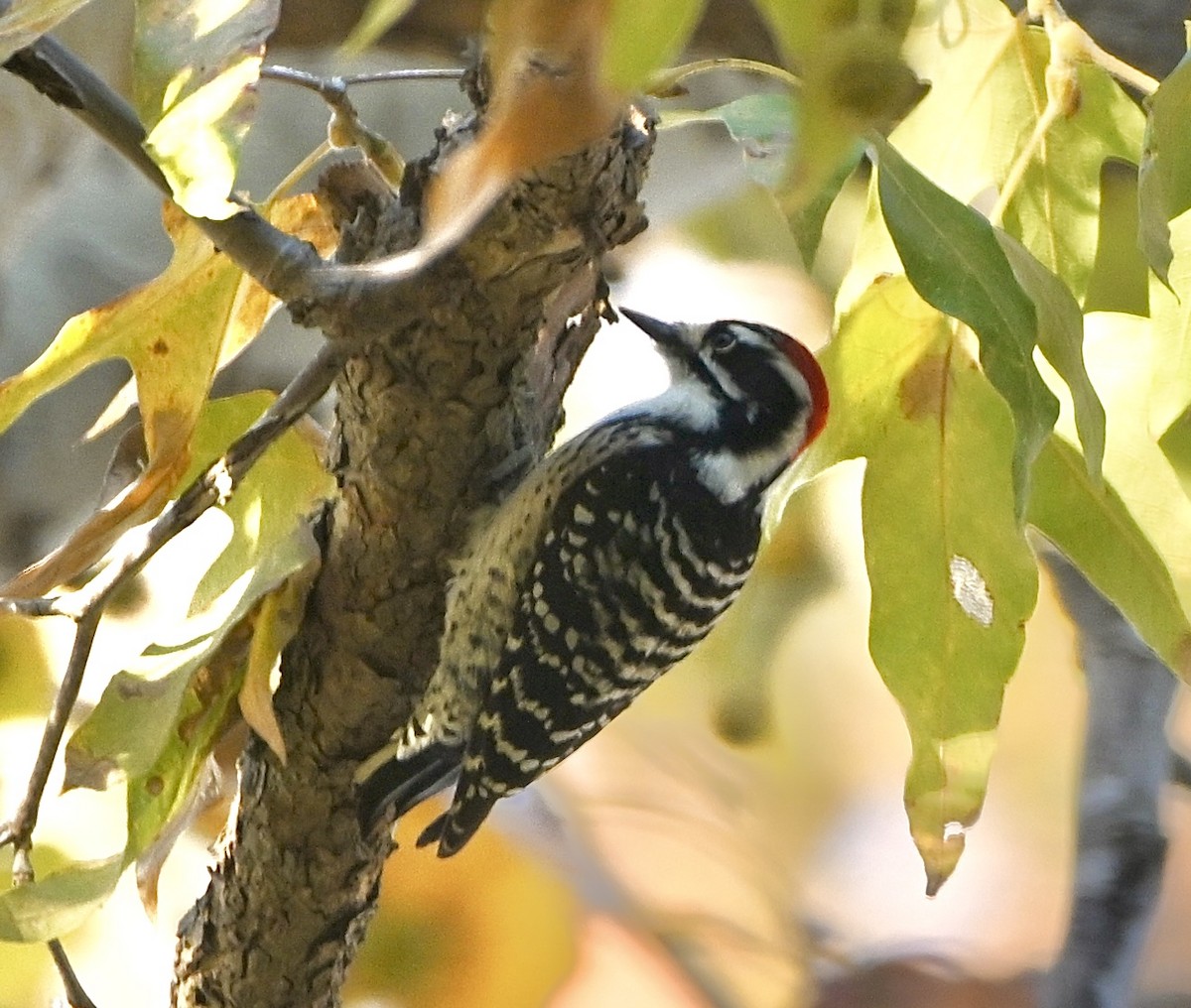 Nuttall's Woodpecker - ML506346331