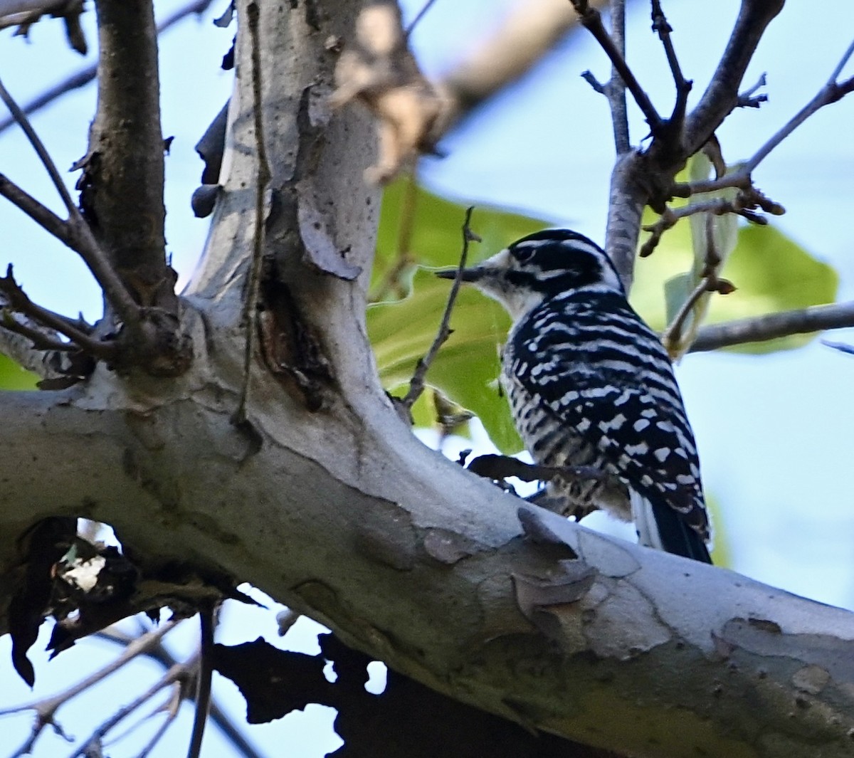 Nuttall's Woodpecker - ML506346341