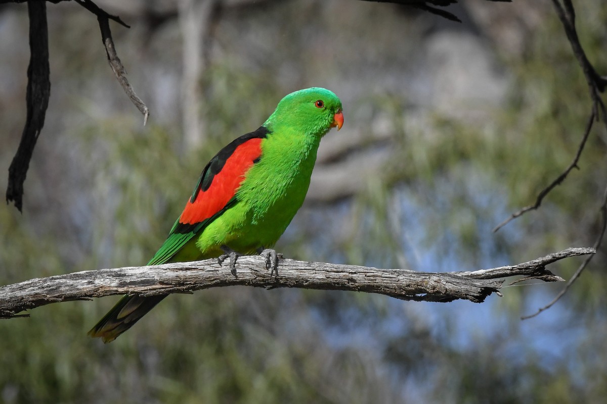 Red-winged Parrot - Trevor Evans