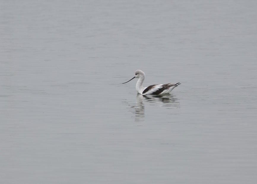 Avocette d'Amérique - ML506347211