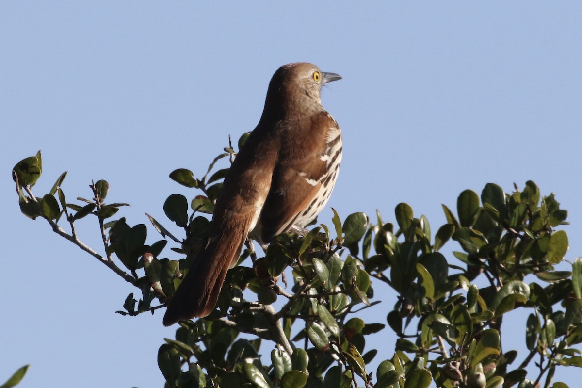 Brown Thrasher - Carol Ortenzio