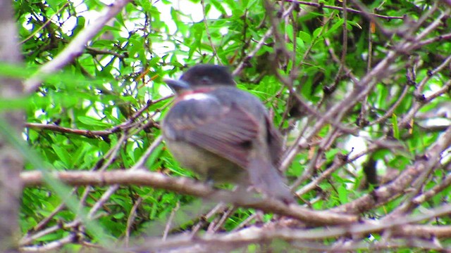 Rose-throated Becard - ML506347941