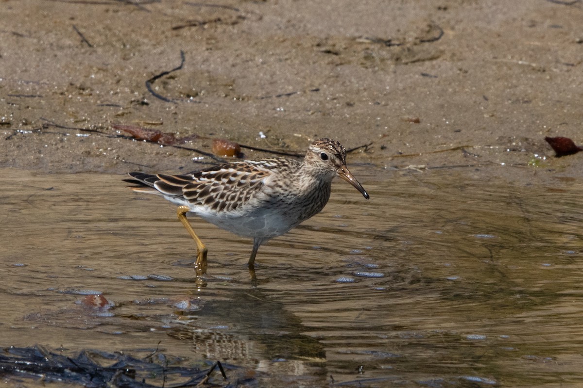 Pectoral Sandpiper - ML506350431