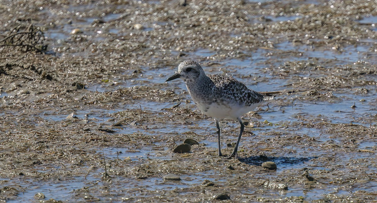 Black-bellied Plover - Francisco Pires