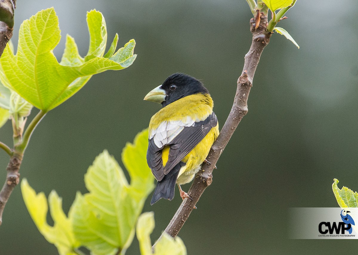 Hooded Grosbeak - ML50635461