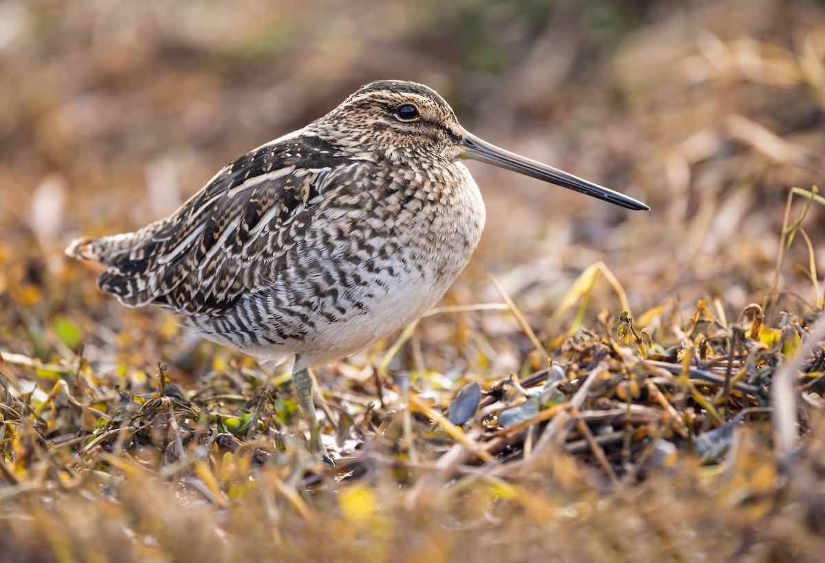 Wilson's Snipe - ML506357881