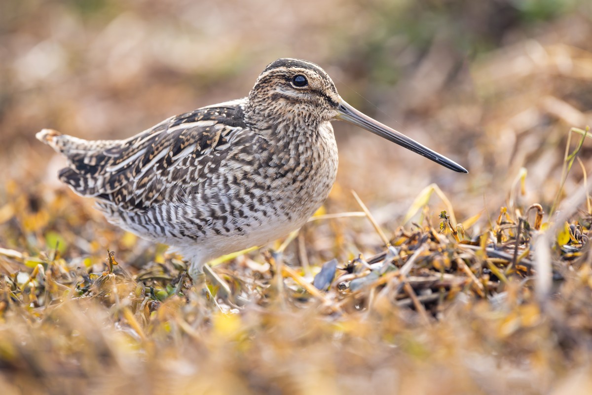 Wilson's Snipe - ML506357931