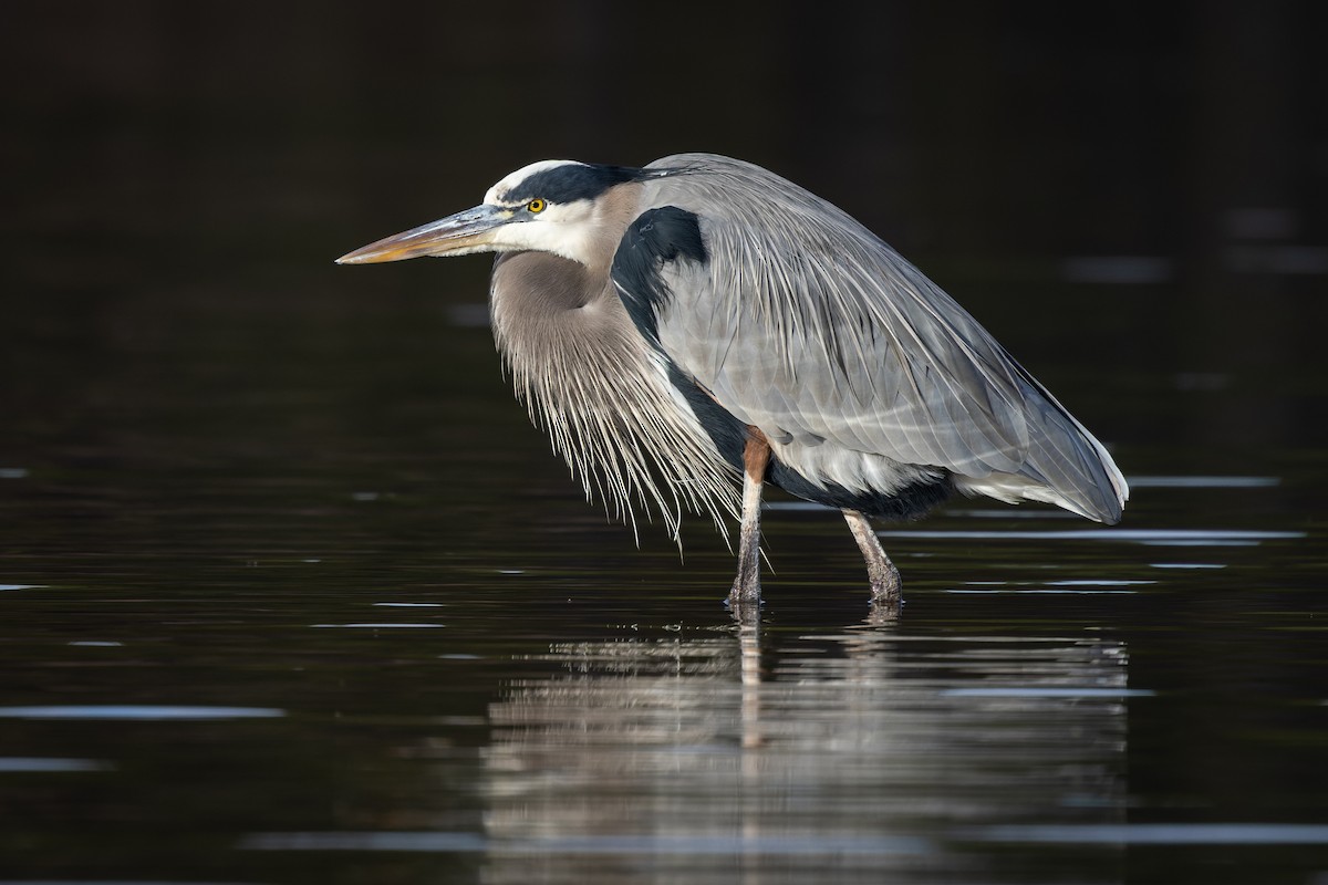 Great Blue Heron - ML506358001