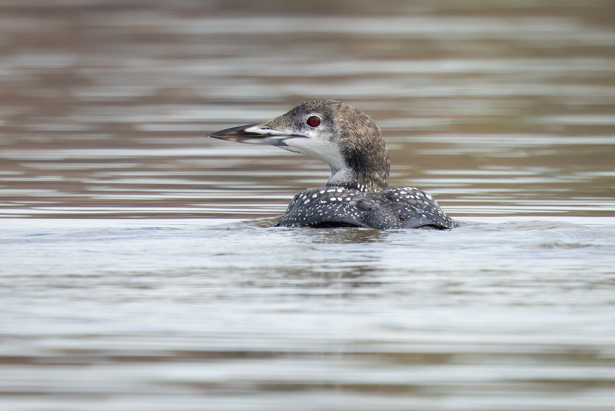 Common Loon - ML506358141