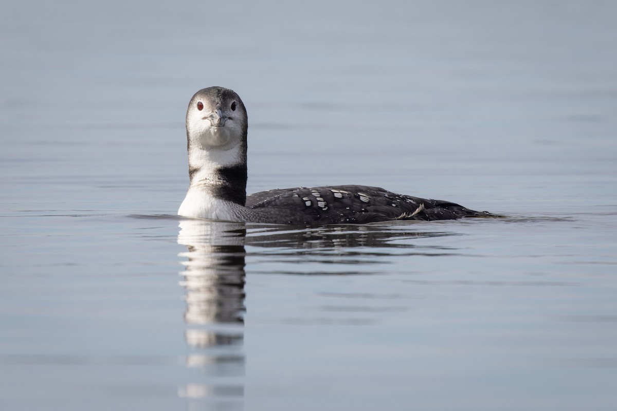 Common Loon - ML506358161