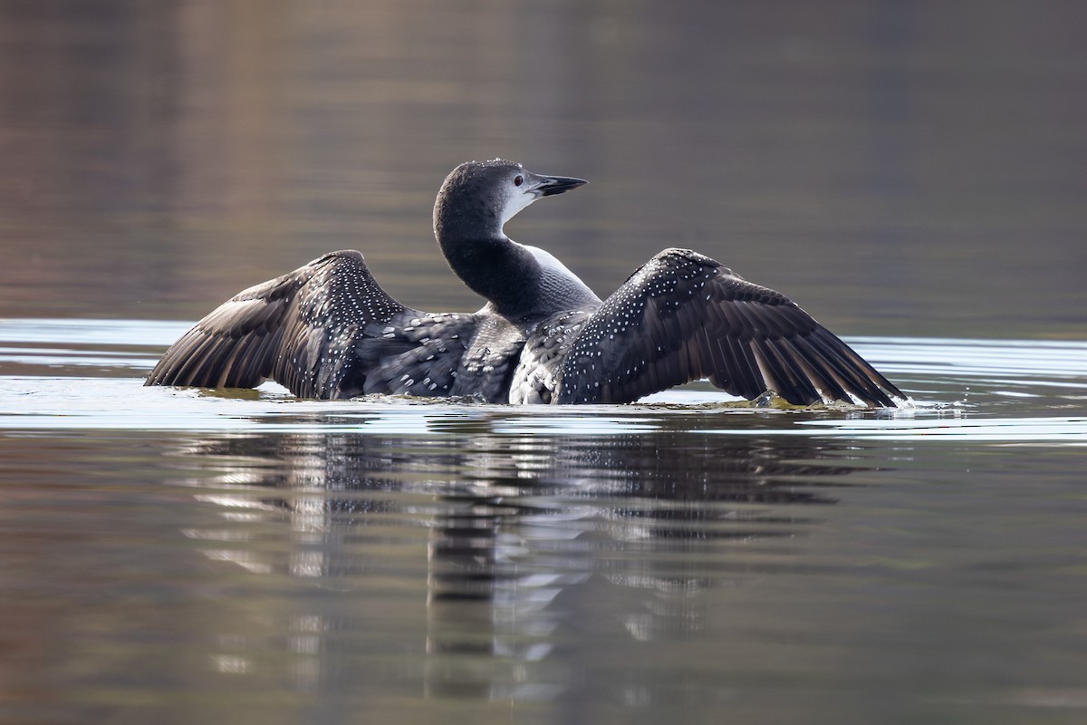 Common Loon - Michael Fogleman