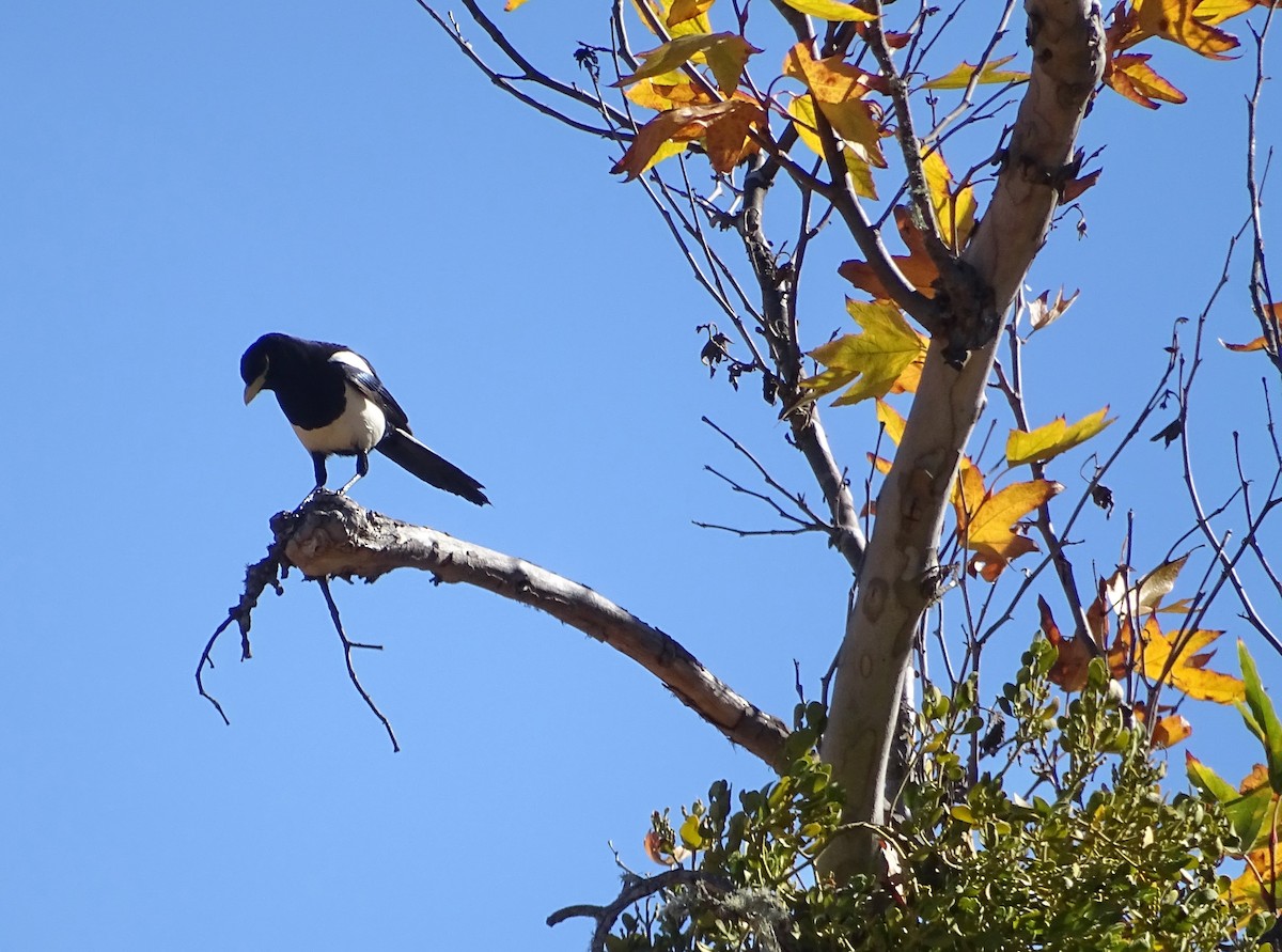 Yellow-billed Magpie - ML506358261