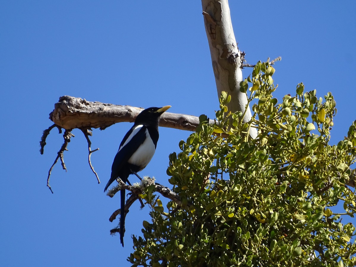 Yellow-billed Magpie - ML506358271