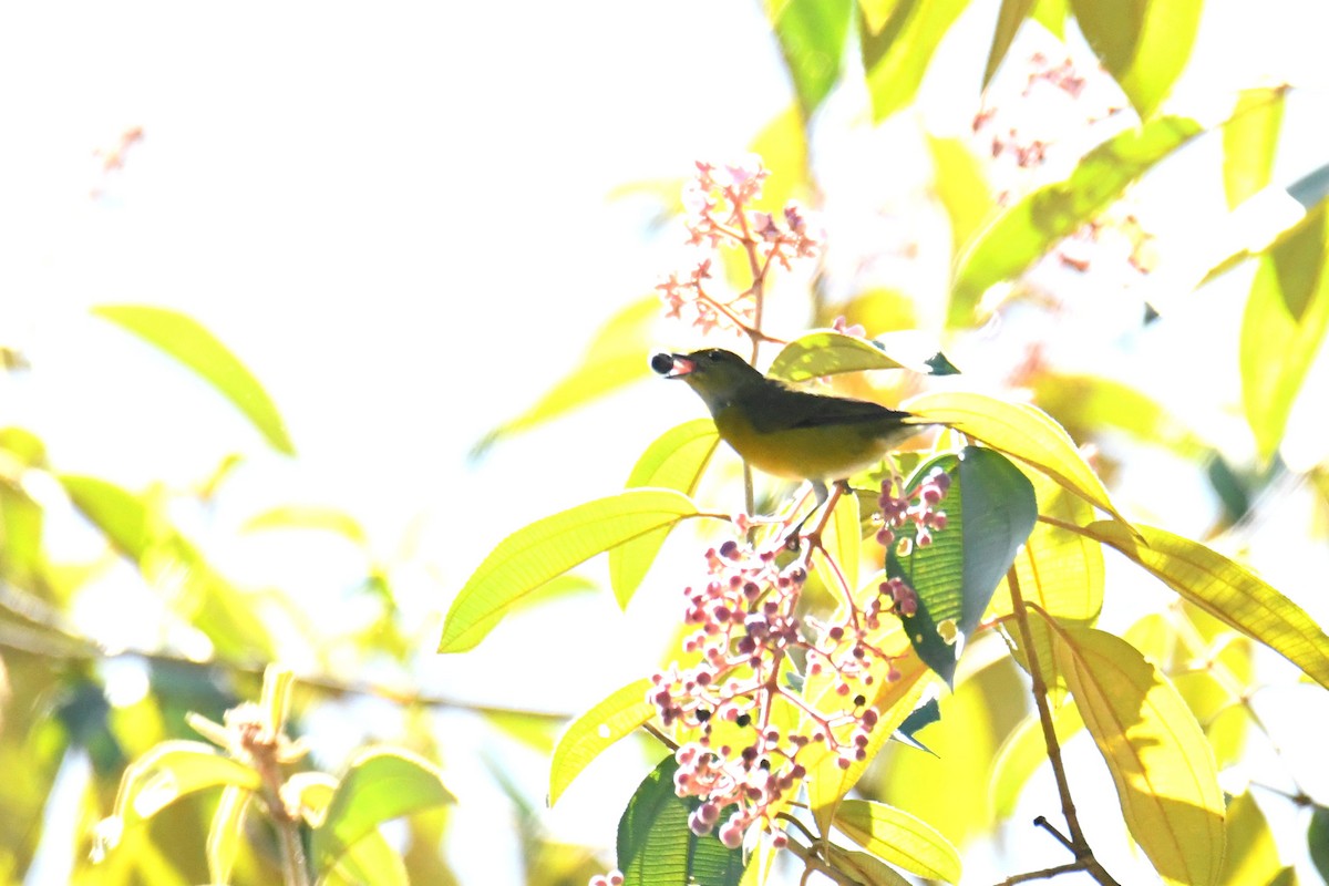 Yellow-throated Euphonia - ML506358331