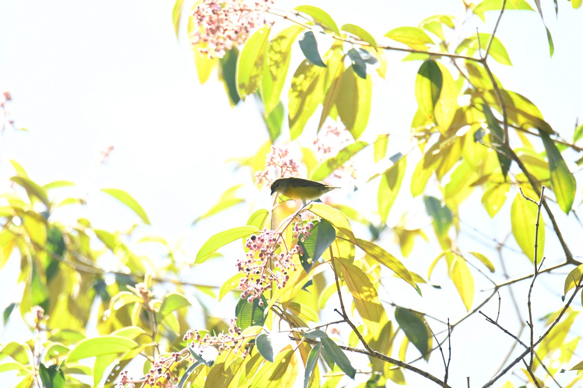 Yellow-throated Euphonia - ML506358341