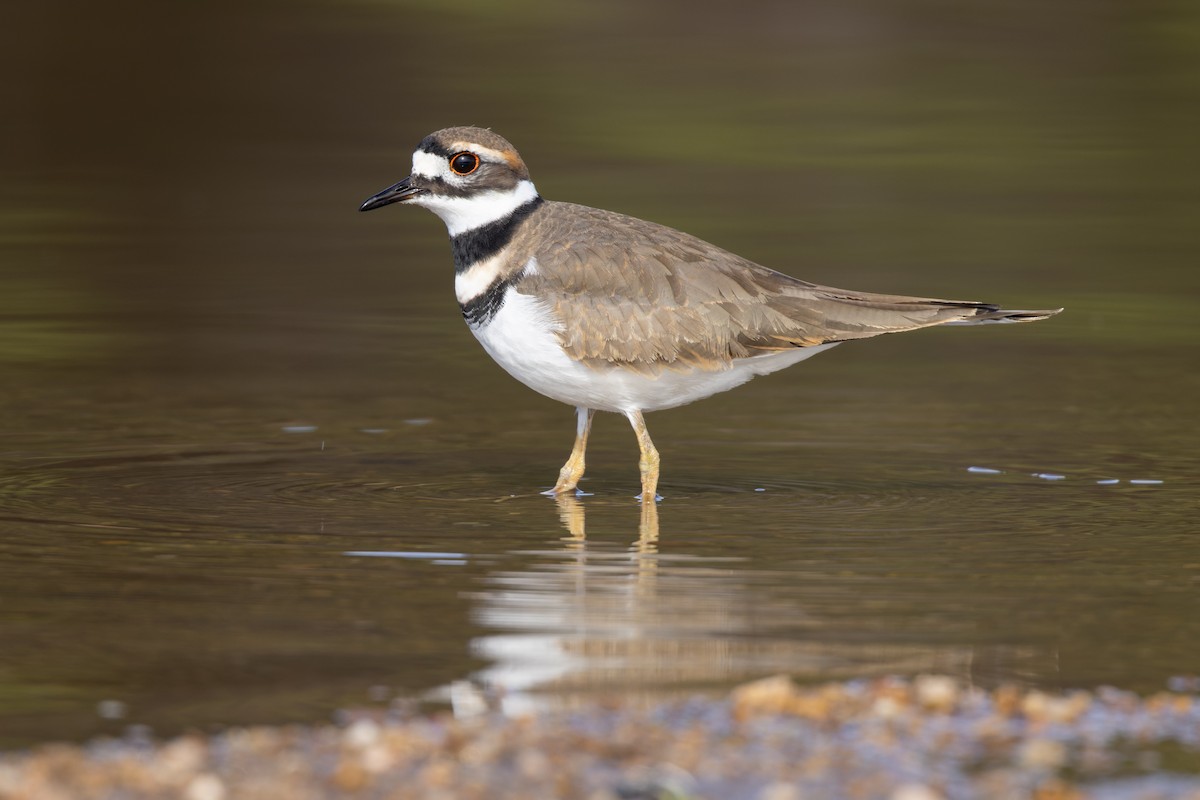 Killdeer - ML506358421