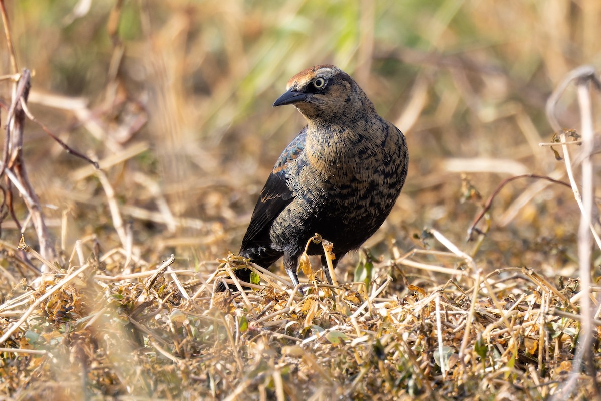 Rusty Blackbird - ML506358571