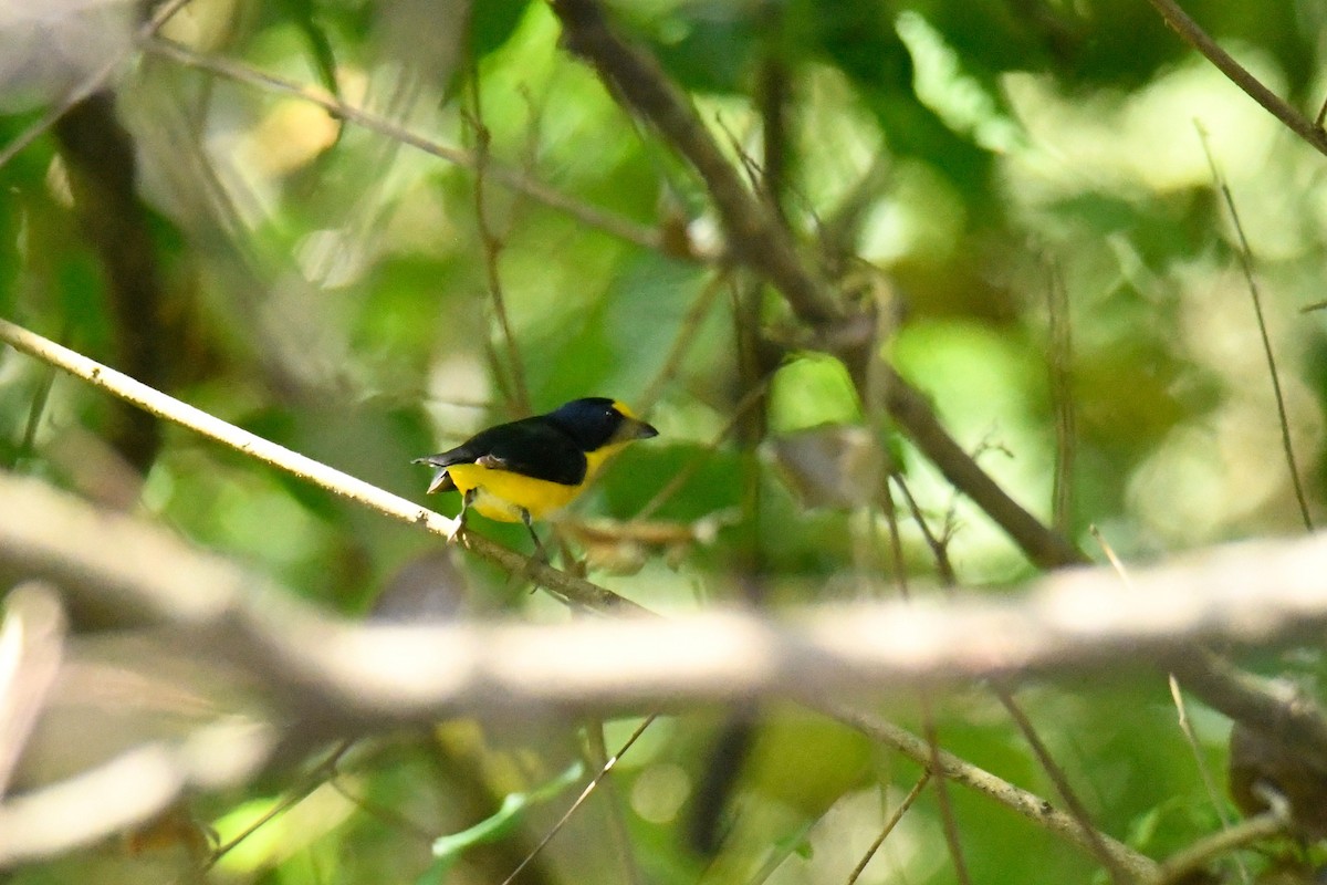 Yellow-throated Euphonia - ML506358821