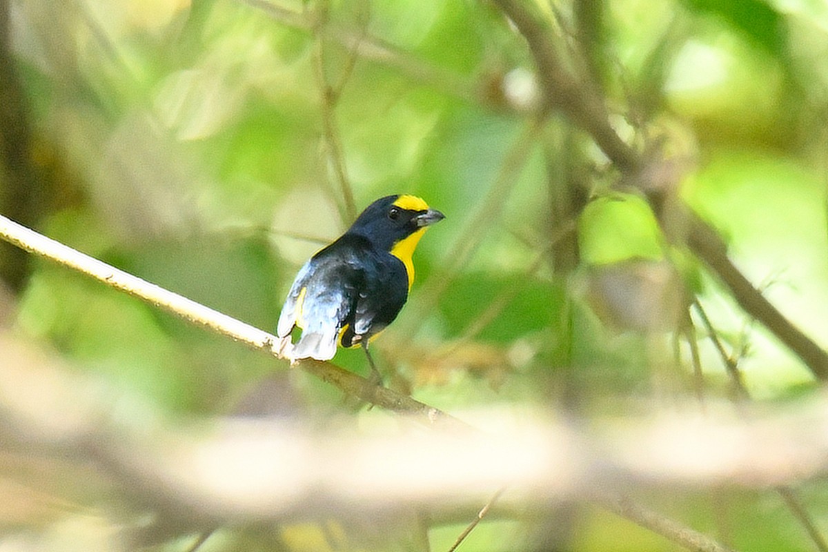 Yellow-throated Euphonia - ML506358831