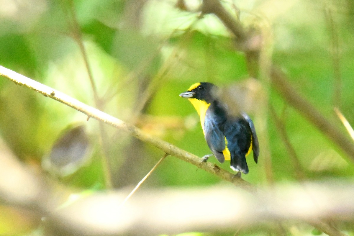 Yellow-throated Euphonia - ML506358961