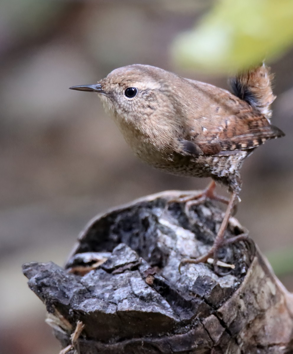 wren sp. - Sally Veach