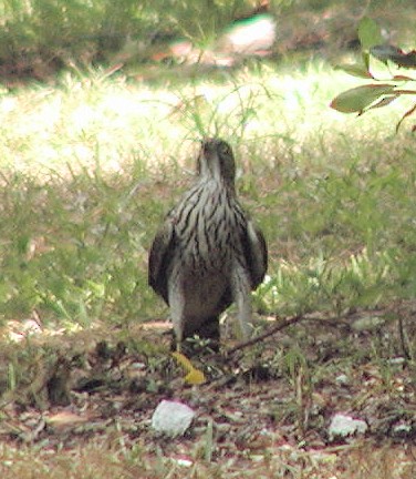 Cooper's Hawk - ML506360531