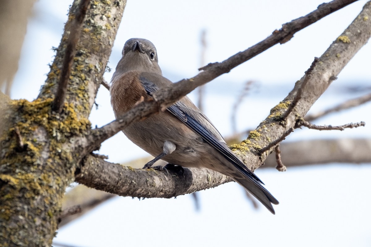 Western Bluebird - ML506360781