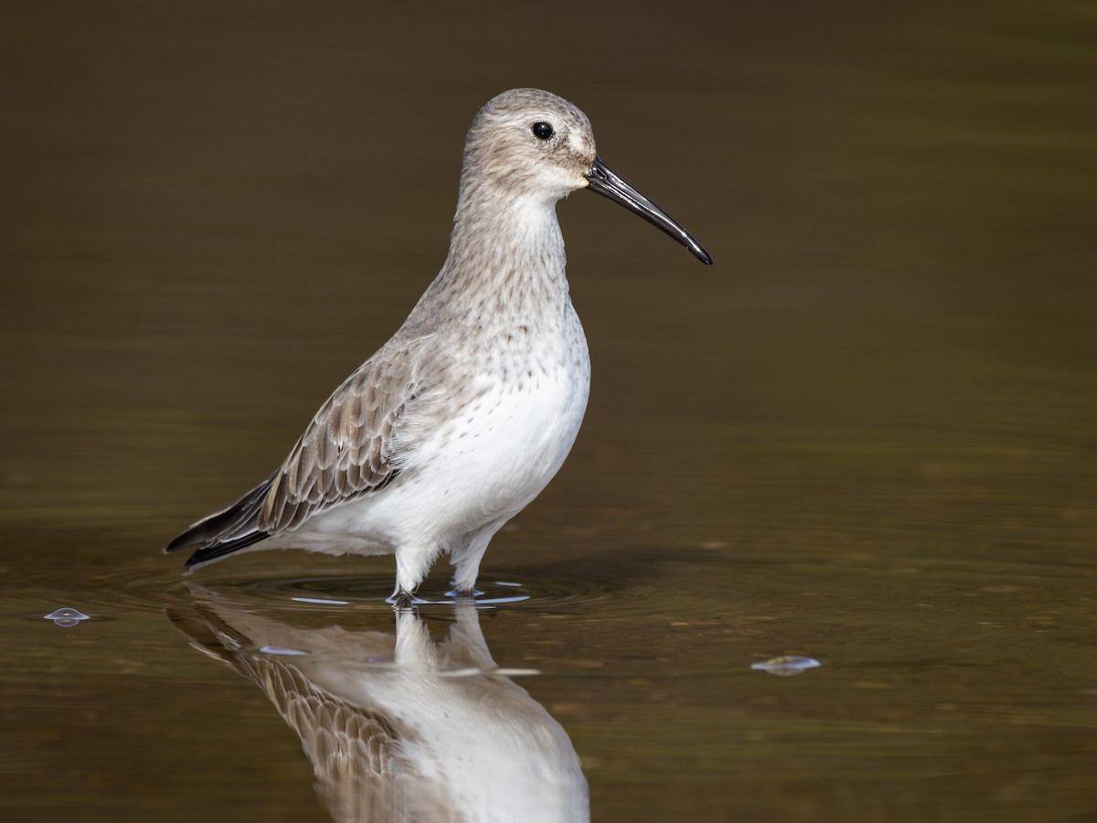 Dunlin - ML506361591