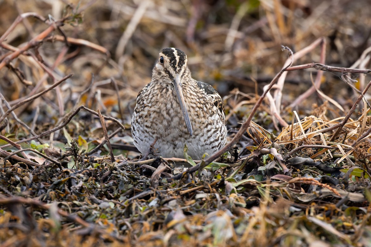 Wilson's Snipe - ML506363771