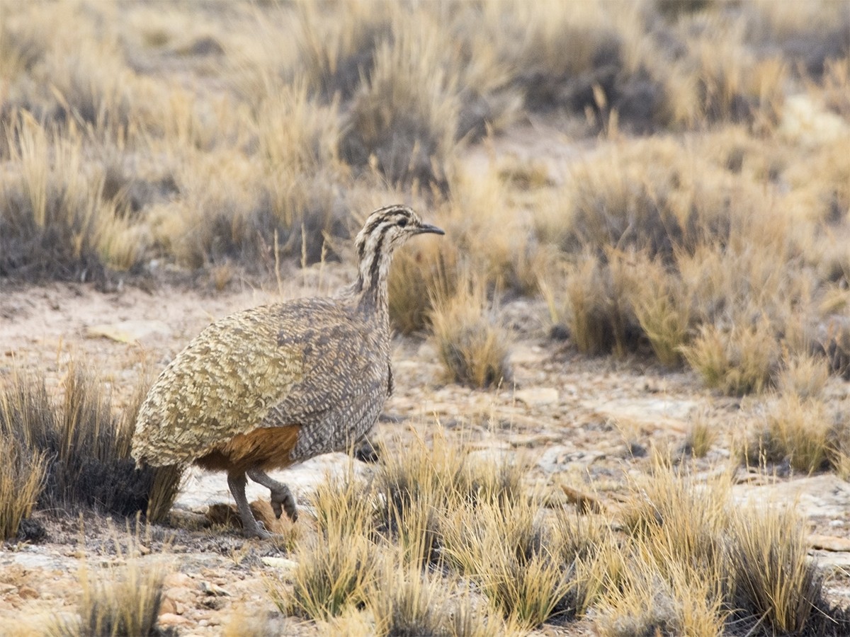 Puna Tinamou - ML506363911