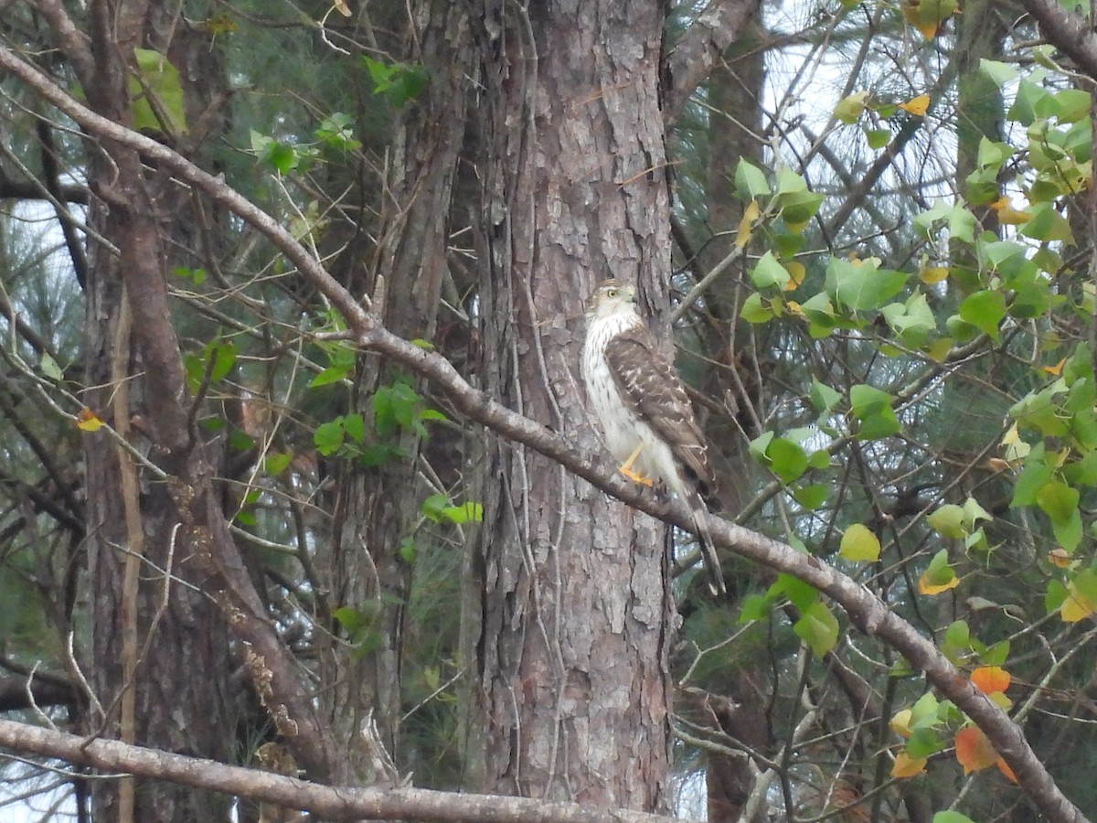 Cooper's Hawk - ML506364121