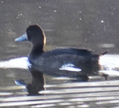 Greater Scaup - ML506364431