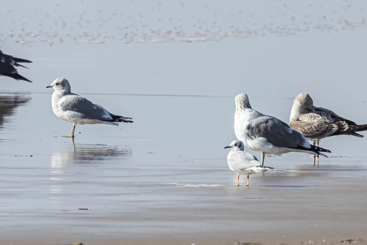 Bonaparte's Gull - ML506364731