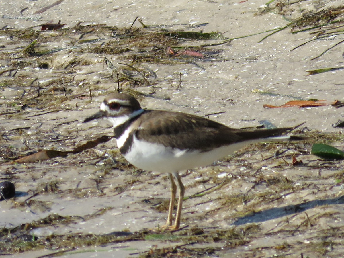 Killdeer - ML50636511