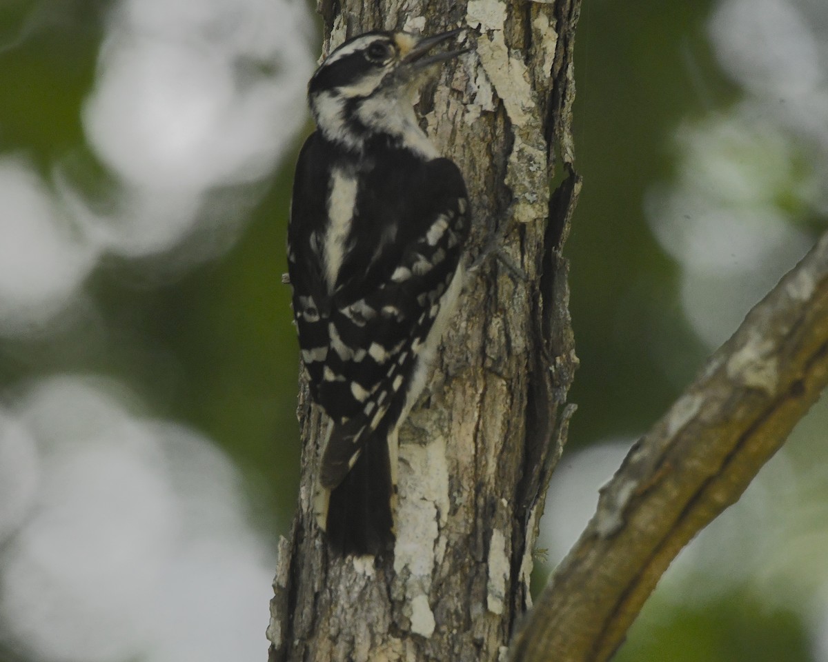 Downy Woodpecker - ML506365651