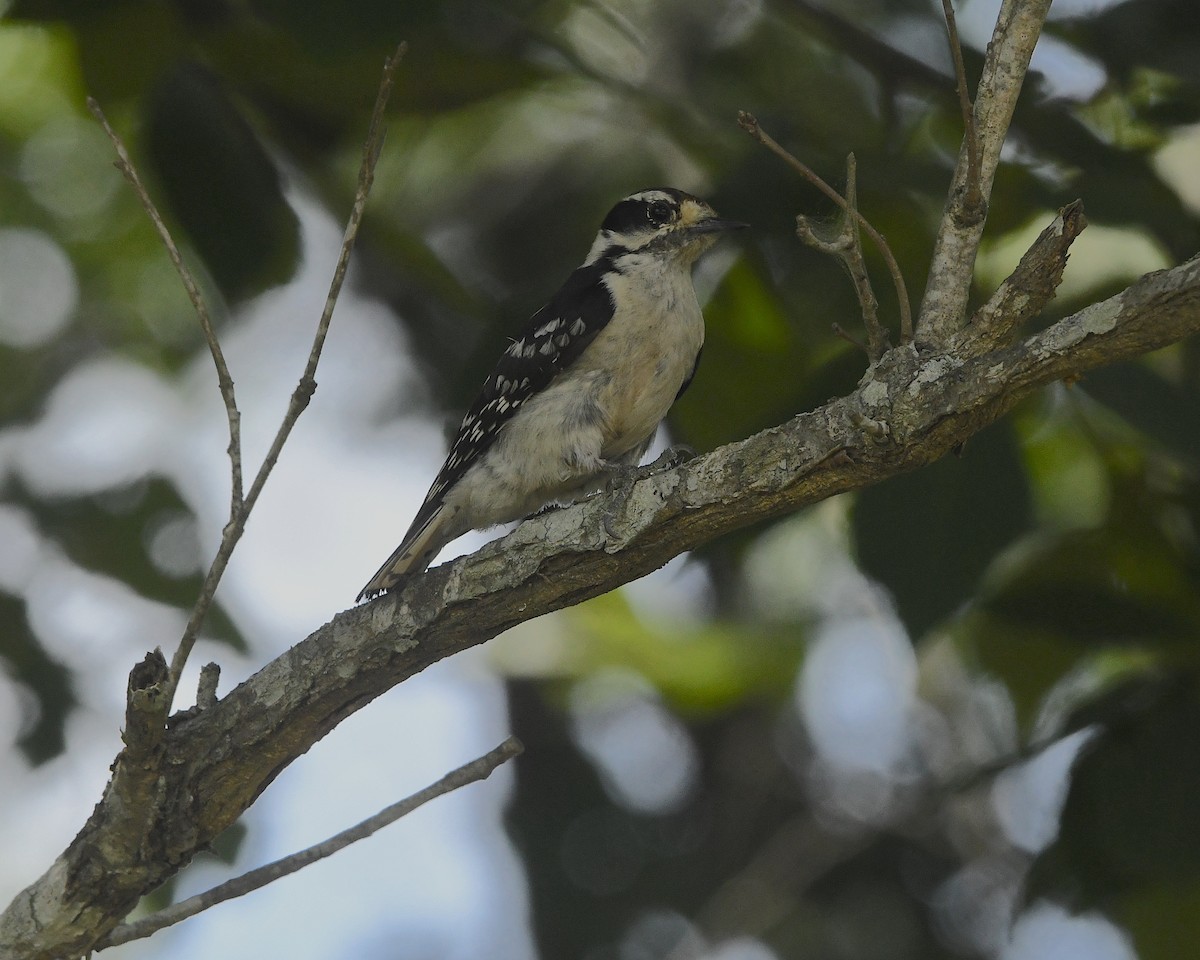 Downy Woodpecker - Ted Wolff