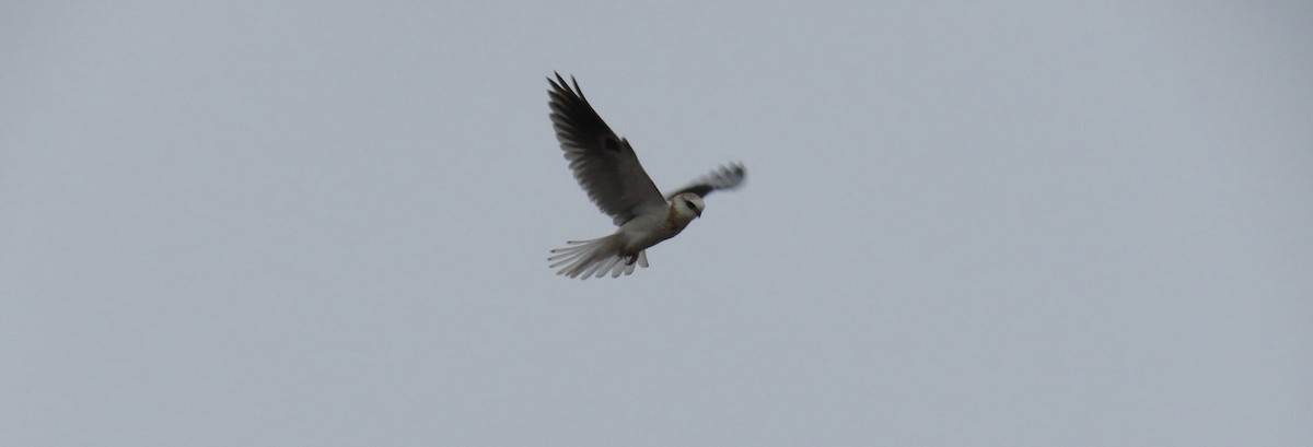 White-tailed Kite - ML50636661