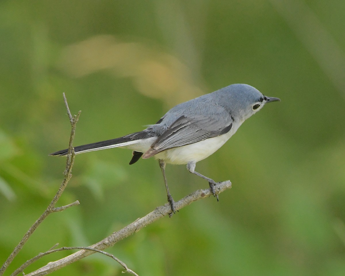 Blue-gray Gnatcatcher - ML506367021