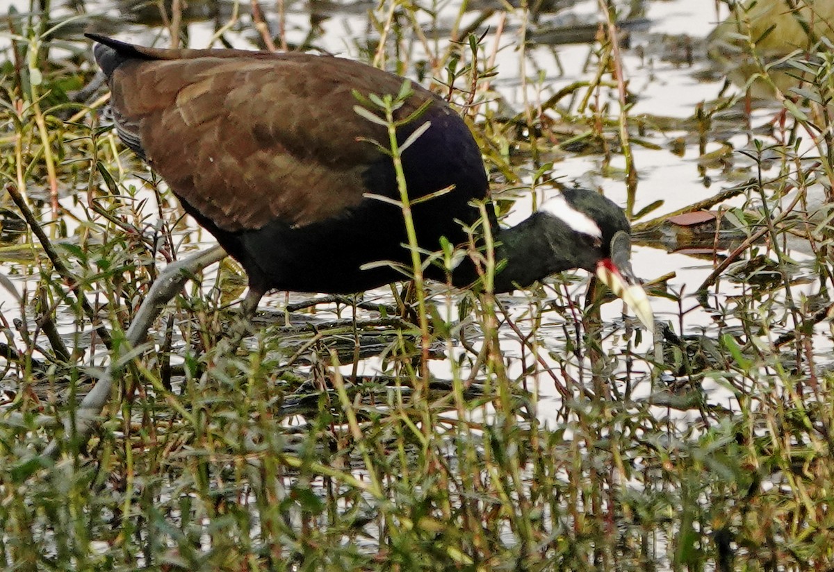 Jacana Bronceada - ML506367081