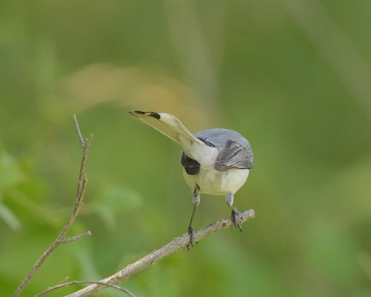 Blue-gray Gnatcatcher - Ted Wolff