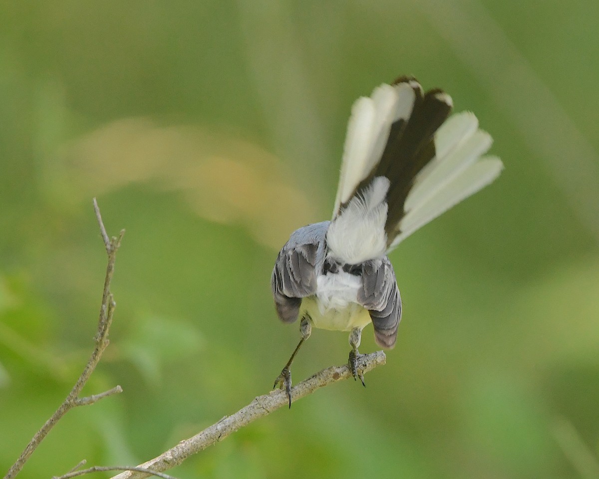 Blue-gray Gnatcatcher - ML506367881