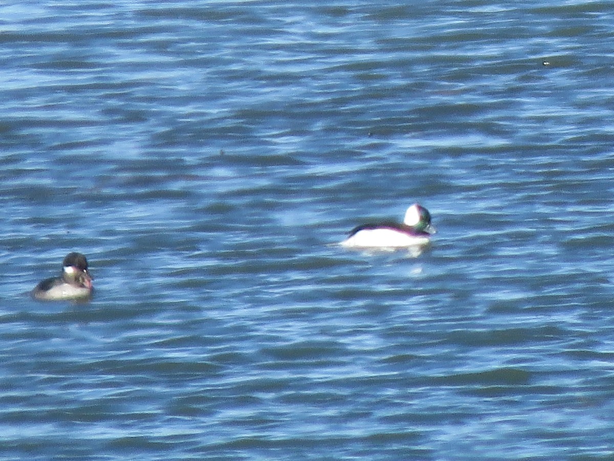 Bufflehead - ML506368381