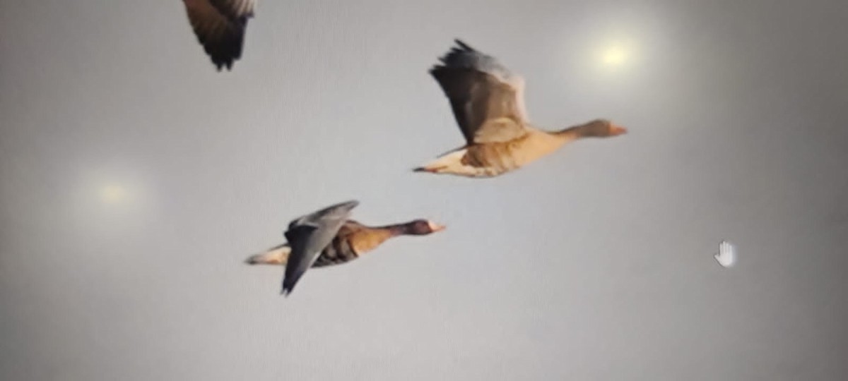 Greater White-fronted Goose - ML506368741