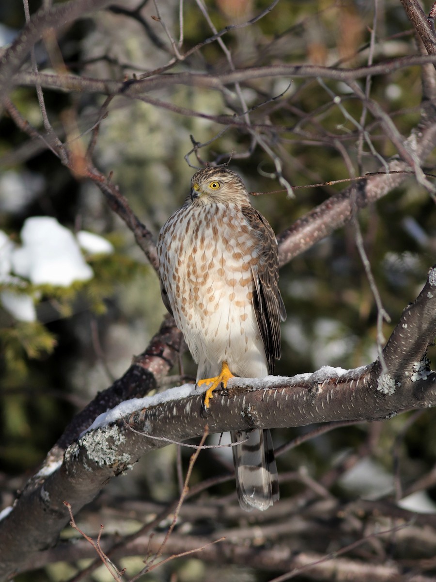 Sharp-shinned Hawk - ML506369121