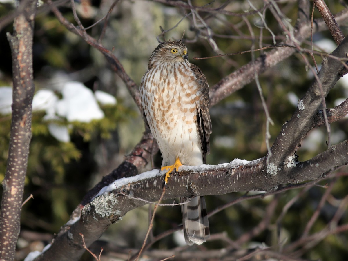 Sharp-shinned Hawk - ML506369131