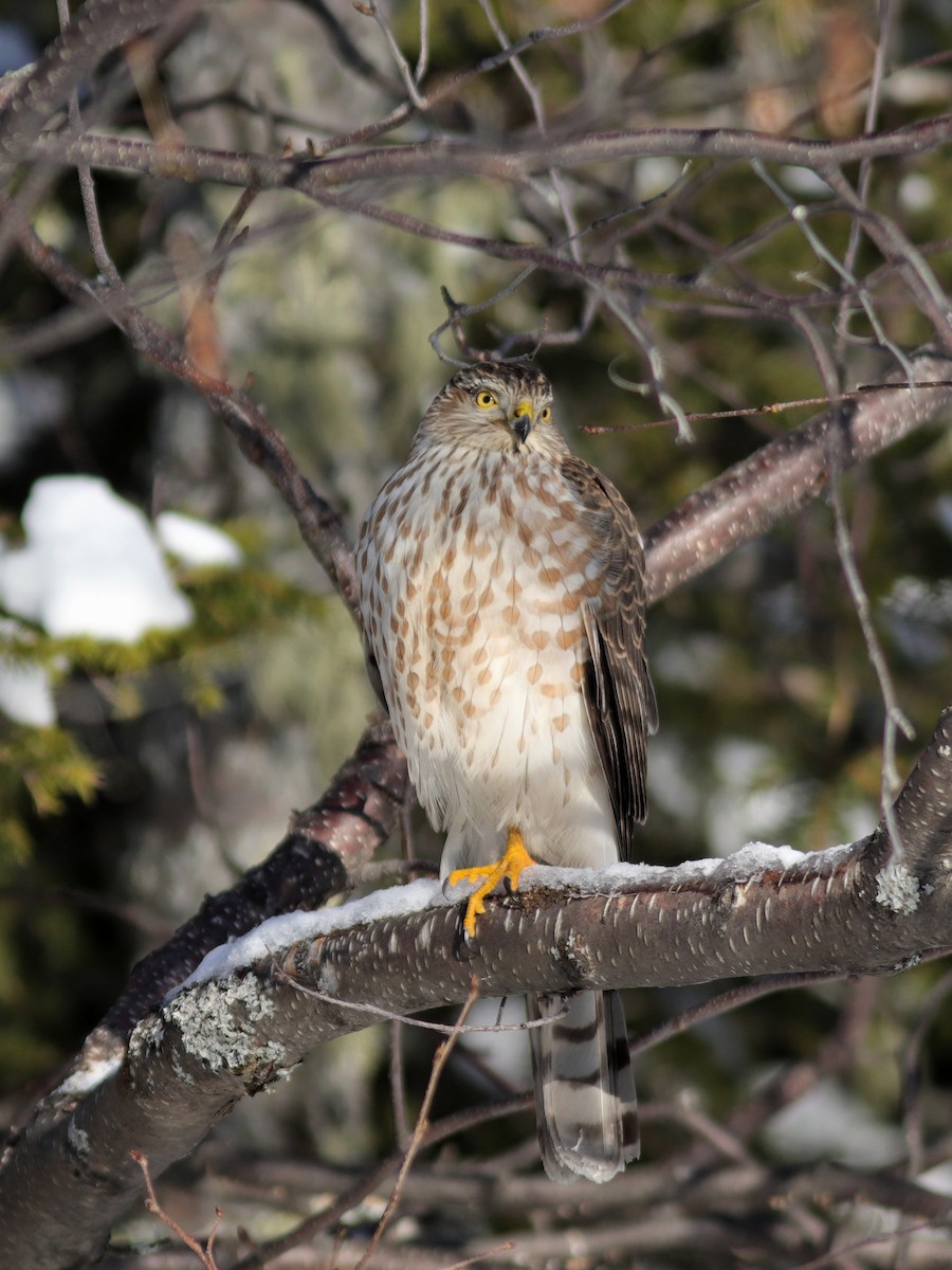 Sharp-shinned Hawk - ML506369141