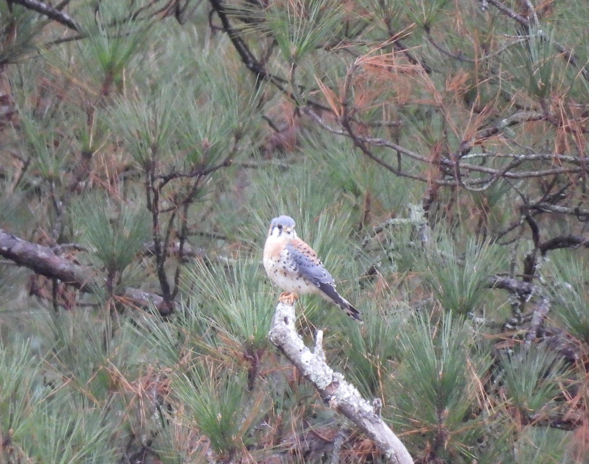 American Kestrel - ML506369281